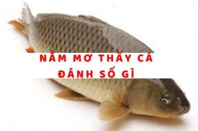 Mơ thấy cá điềm lành hay dữ? Đánh con số gì may mắn?