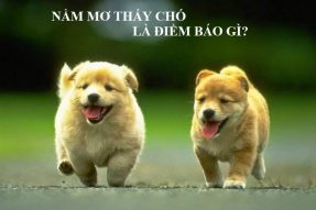 Mơ thấy chó có ý nghĩa và điềm báo gì? Đánh con gì chắc ăn?