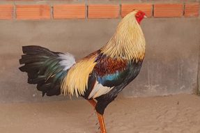 Gà chuối mạng gì? Nên ra trận vào ngày nào?