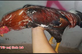 Gà tử mị – Sát thủ số 1 trong làng gà chọi