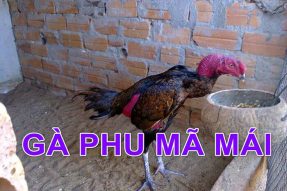 Gà phu là gì? Tiêu chí chọn gà phu như thế nào là chuẩn