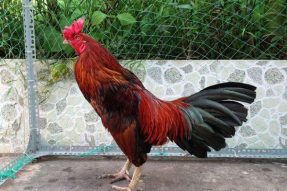 Gà điều xanh mạng gì? Chân nào đá tốt nhất?