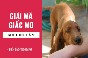 Lý giải giấc mơ bị chó cắn theo sổ mơ và ý nghĩa hay nhất